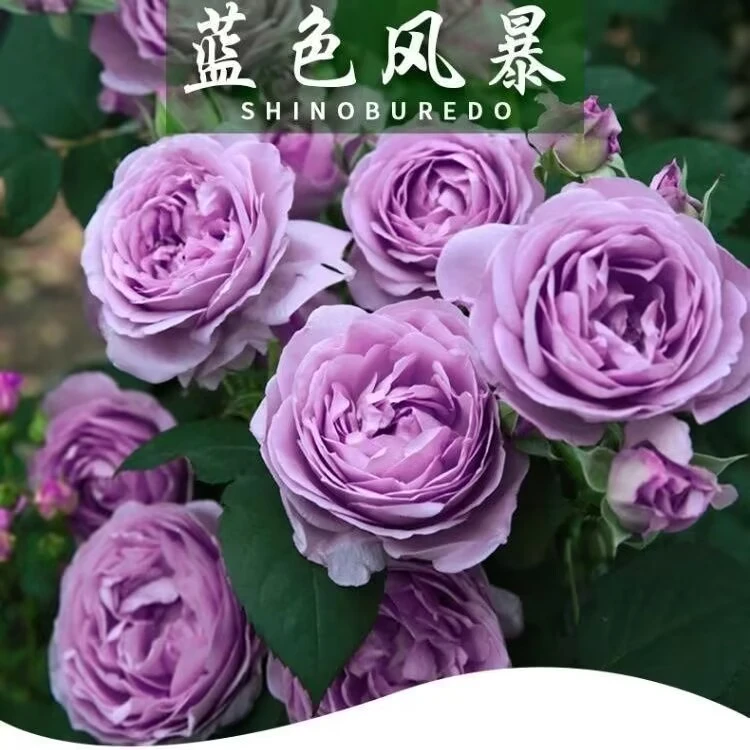 蓝色风暴花苗带花苞 大花重瓣 浓香四季开花卉观花绿植物阳台庭院