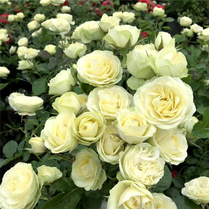 奶油龙沙宝石/奶油伊甸园勤花多头微月绿色月季花苗阳台庭院盆栽