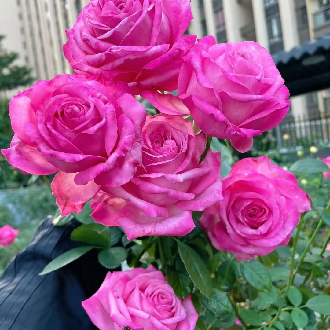 桃灼蓝天 国月大花 浓香大花 抗病月季直立灌木丰花勤花