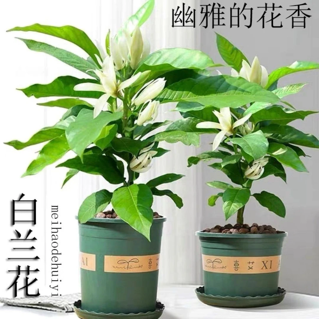 白兰花盆栽正宗嫁接白玉兰树苗四季开花大苗庭院阳台植物室内浓香