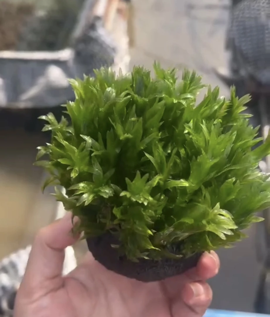 【蜈蚣草坨草】懒人水草适合新手无需种植沉底入缸成景鱼缸水草造景