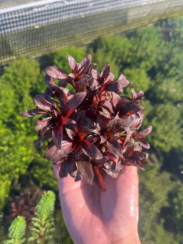 【大红叶】坨草新手懒人养鱼鱼缸造景增氧冒泡水草基地直发