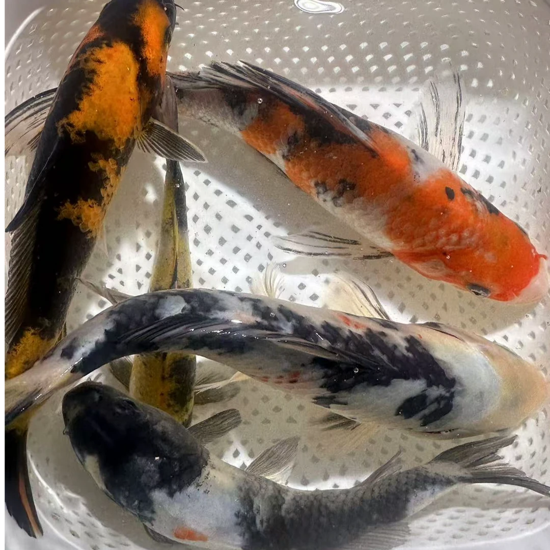 【精品锦鲤】昭和非写冷水观赏鱼超萌好物锦鲤