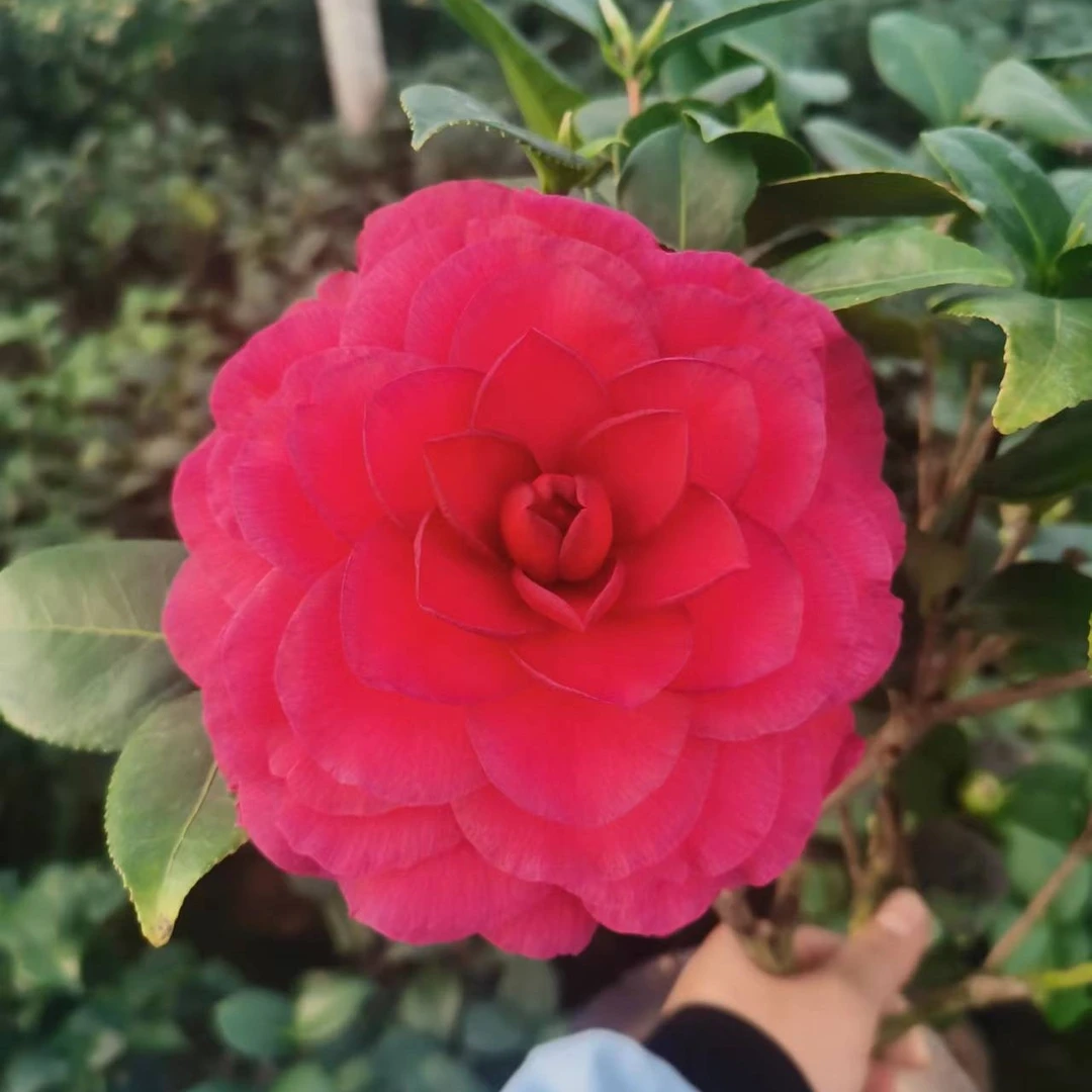 青叶贝拉茶花盆栽绿植花卉巨型花一物一拍原生苗