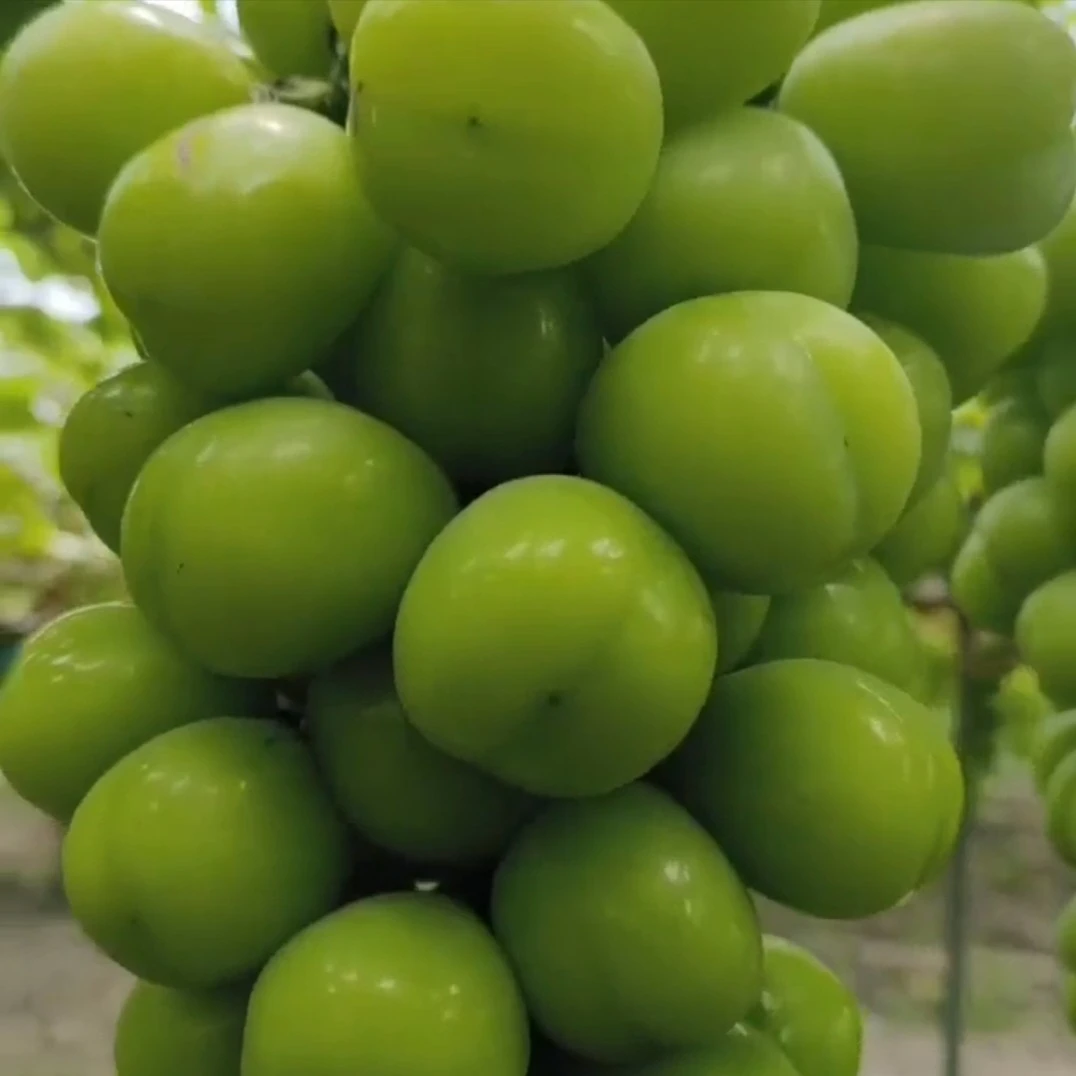 【阳光玫瑰葡萄净重4斤】现摘现发不包售后福利品很好吃