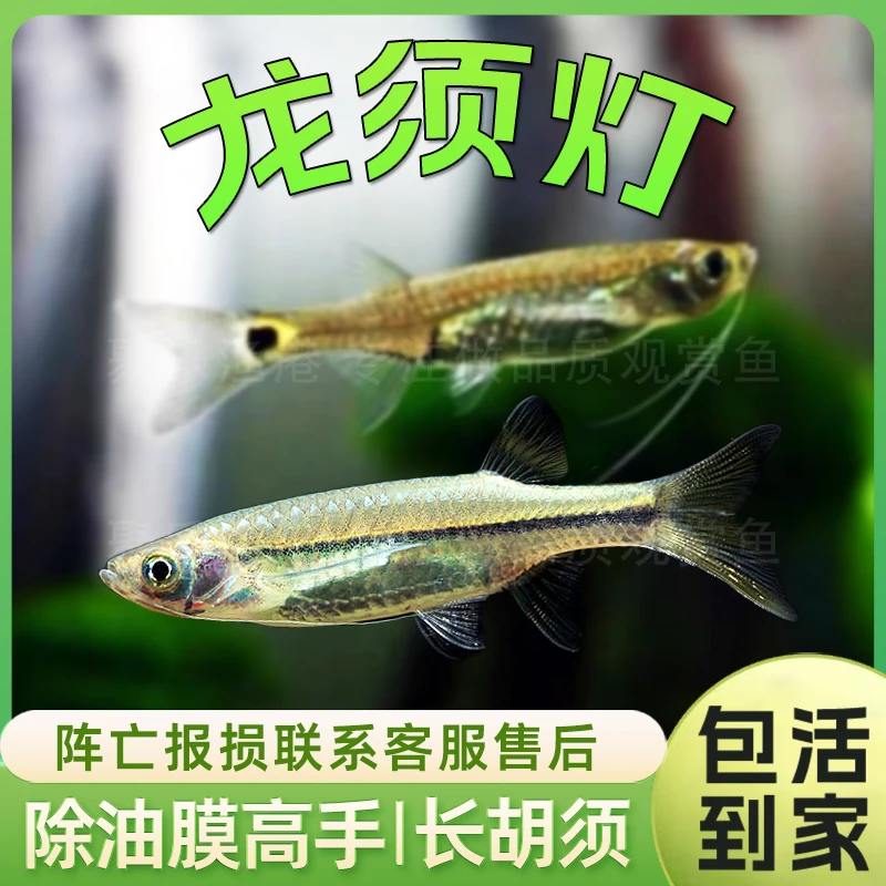 龙须灯鱼 热带鱼观赏鱼草缸小型灯科鱼工具鱼除油膜除藻鱼活体