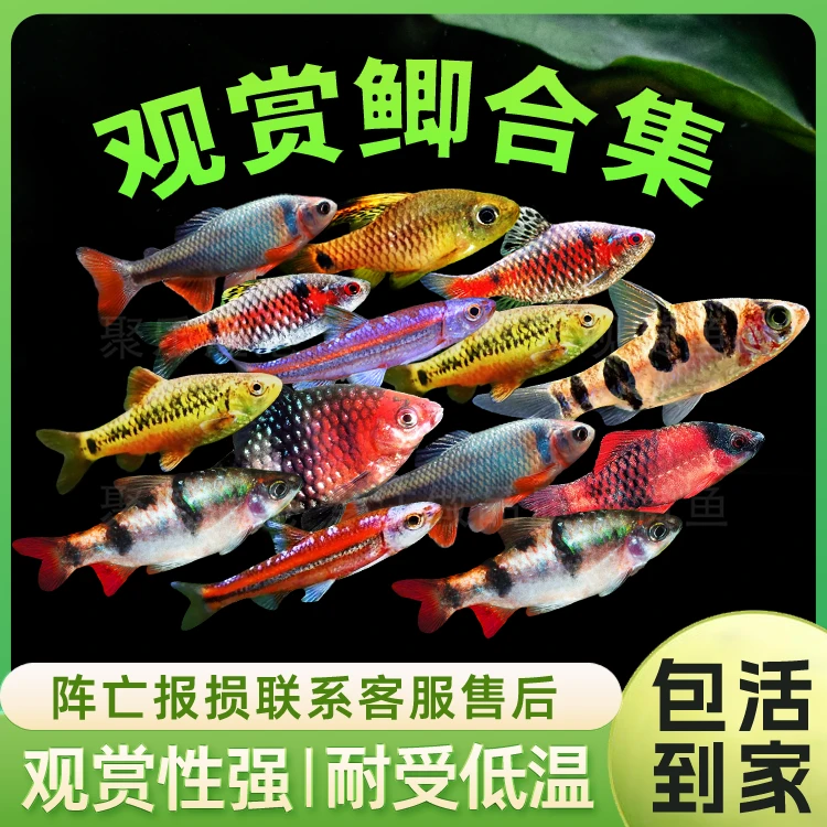 观赏鲫冷水观赏鱼钻石彩虹鲫紫光彩虹精灵红尾绿荧光鲫金条鲫活体