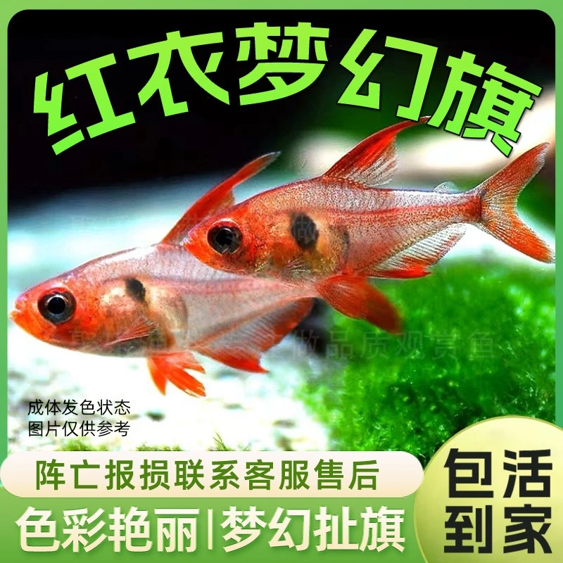红衣梦幻旗灯鱼  热带观赏鱼淡水小型灯科脂鲤鱼扯旗草缸群游活体