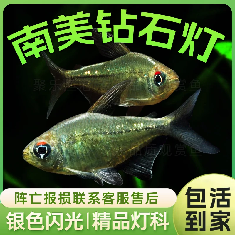南美钻石灯闪光直线脂鲤活体上层鱼热带观赏淡水草缸小型群游活体