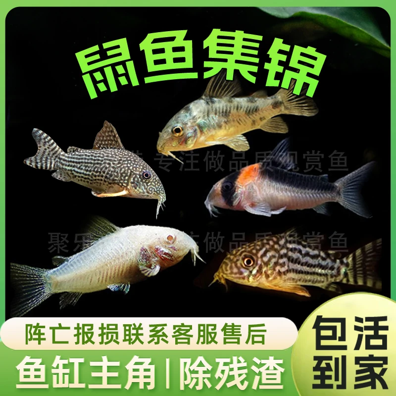 鼠鱼合集底栖鱼花椒咖啡白鼠金苔鼠熊猫鼠珍珠茉莉豹鼠除藻鱼