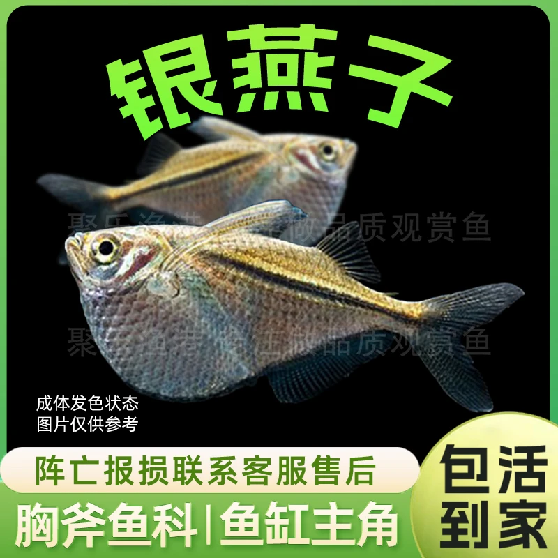 银燕子云石阴阳巨型喷点上层斧头类淡水热带群游观赏鱼
