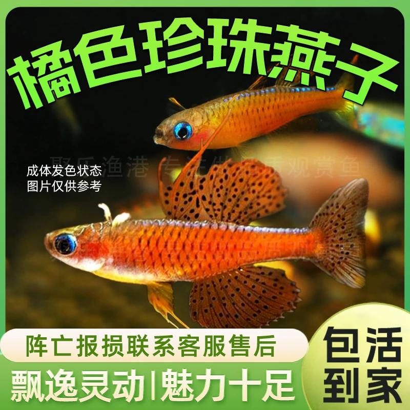 橘色珍珠燕子 热带观赏鱼草缸群游蓝霓虹阿鲁黄帆桔色珍珠活体鱼