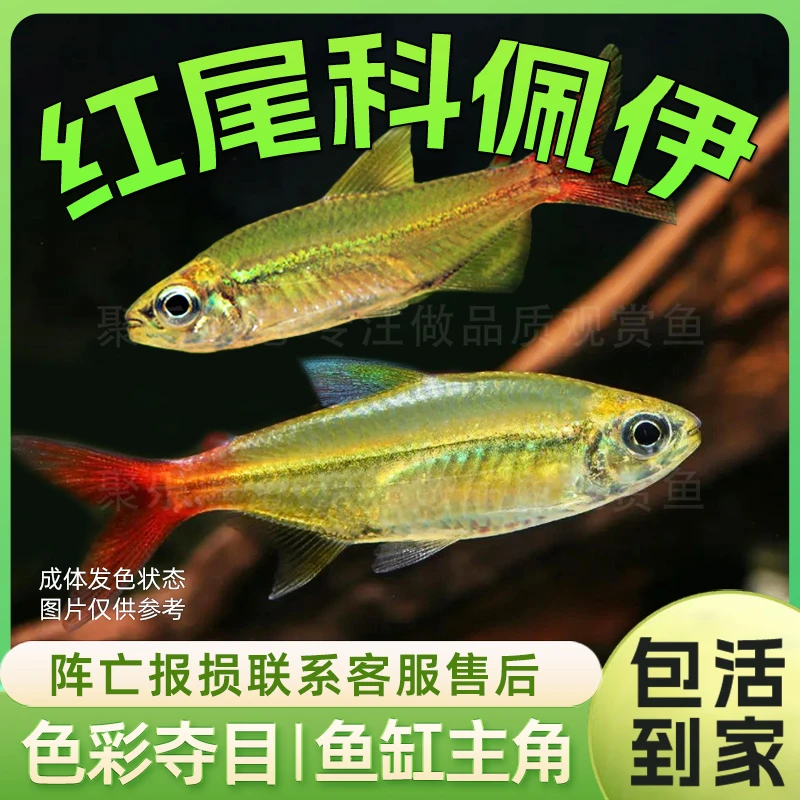 红尾科佩依翠绿南美鱼科配衣稀有高端灯科鱼草缸群游霓虹灯鱼活体