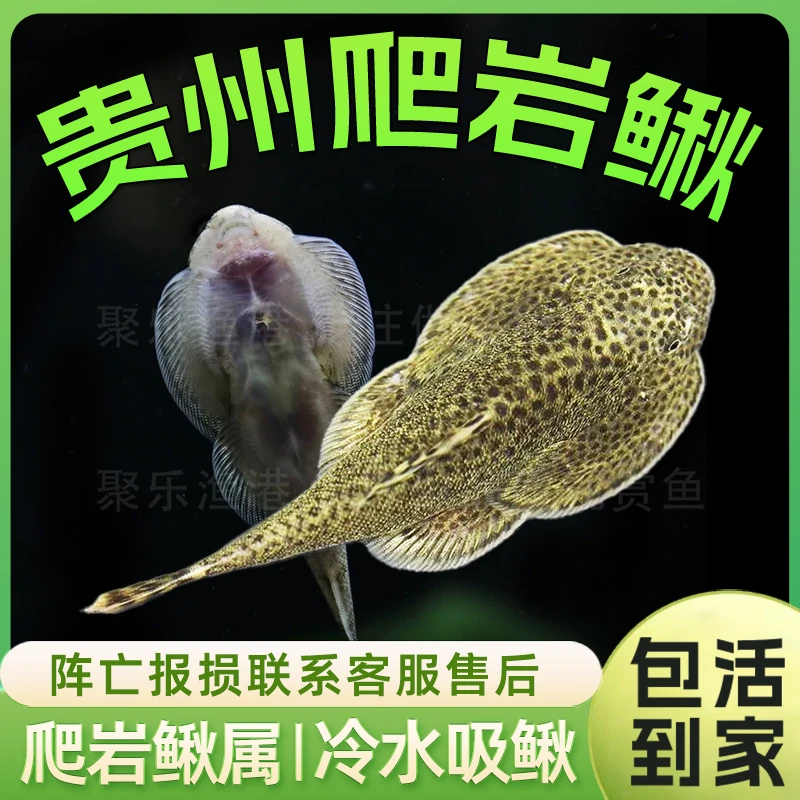 贵州爬岩鳅琵琶鱼双吸盘冷水清道夫不加温小提琴鱼缸清洁工原生鱼