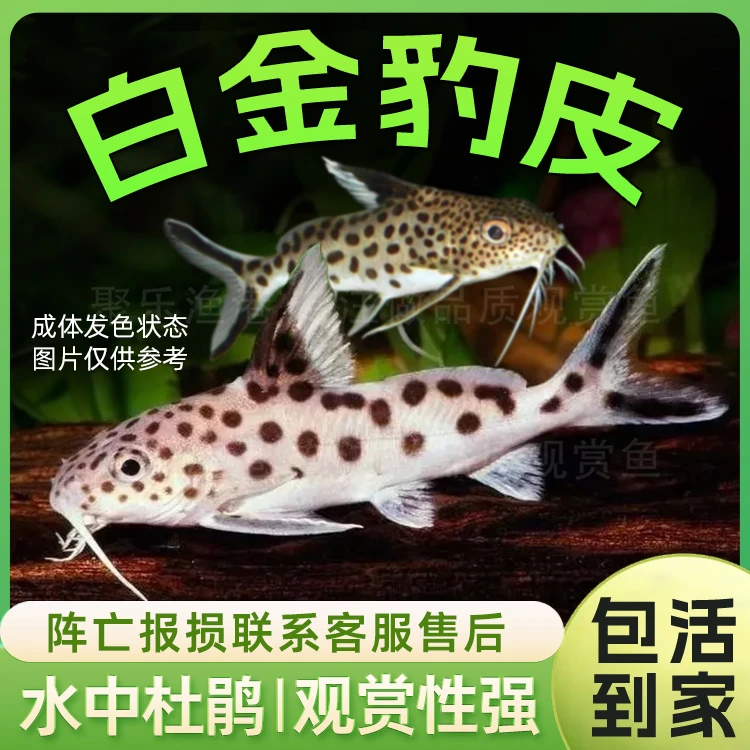 白金豹皮鱼迷你豹猫鱼坦湖品种热带鱼底栖鱼活体三湖慈鲷混养