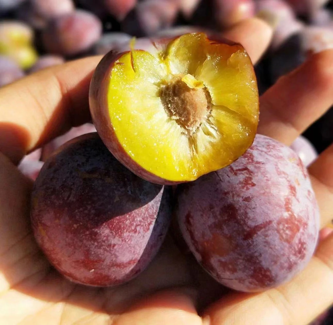 陕西黑红布林黑宝石李子5斤9斤代发包邮恐龙蛋鲜鲜孕妇水果整箱批