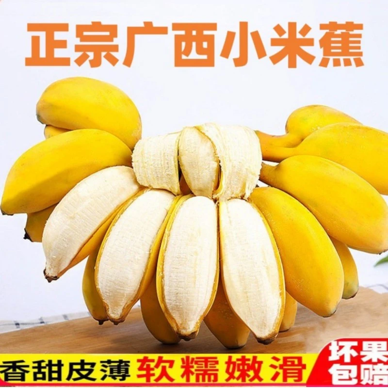 广西小米蕉5斤正宗当季新鲜皇帝蕉粉糯甜香蕉自然成熟采摘发货