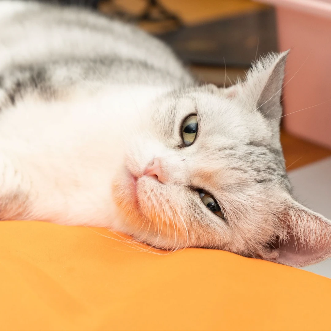 02 三只流浪猫清货清仓卫衣之猫咪的罐罐储蓄金（卫衣版）