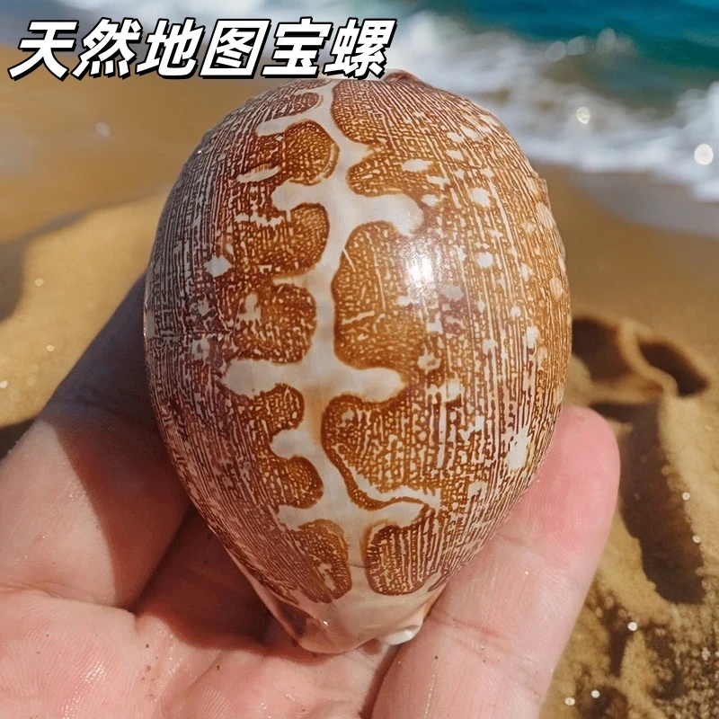 地图宝螺精品收藏级标本螺橱窗设计装饰创意礼物贝壳天然海螺贝壳