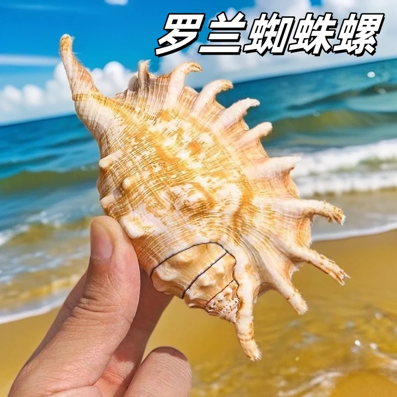 罗兰蜘蛛螺鱼缸水族箱造景装饰拍摄道具家居收藏摆件天然海螺贝壳
