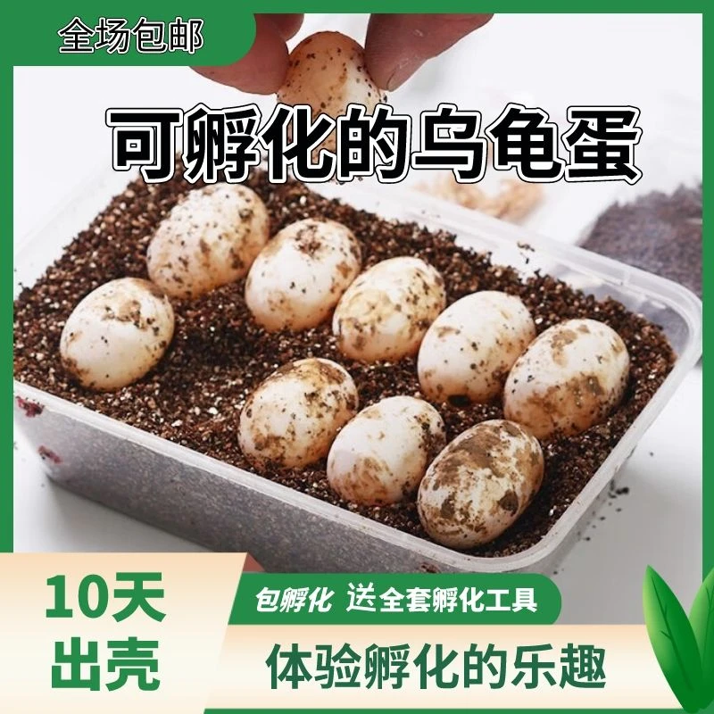 火焰龟蛋/包品种包孵化基因火 翅膀公配宽纹配通货蛋