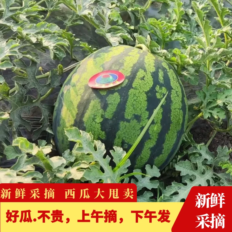 炸线哥现摘直发冰糖麒麟8424西瓜无籽有籽西瓜美都应季新鲜多汁