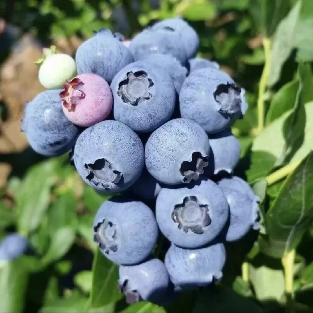 新鲜云南蓝莓125g/盒18+（18mm-22mm）大果酸甜口云南省