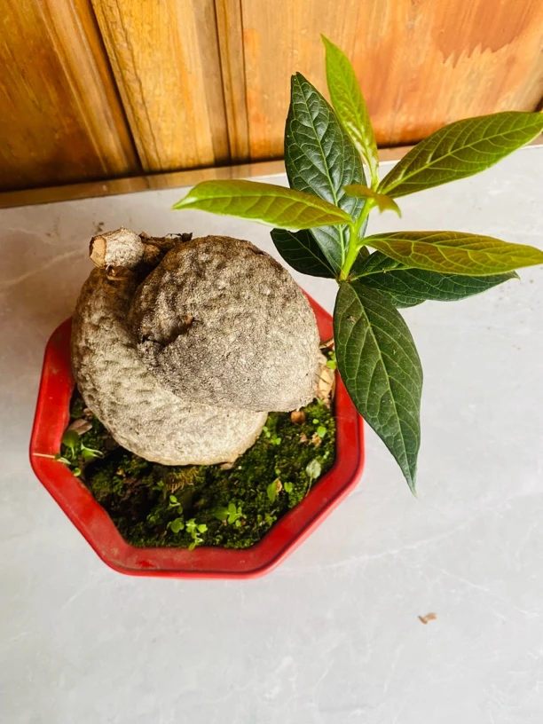 树萝卜（五翅莓吊金钟）盆景盆栽