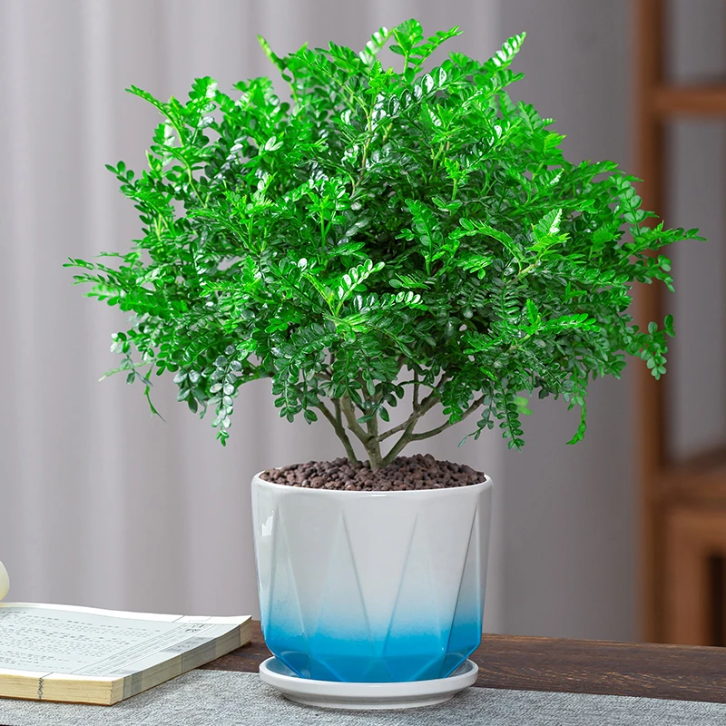 驱蚊虫清香木胡椒木盆栽净化空气植物客厅美观防蚊植物胡椒木花卉