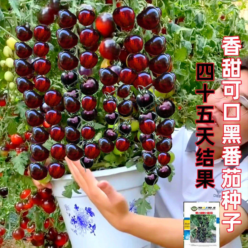 高产糖水黑番茄种子黑西红柿种苗种籽小番茄阳台盆栽蔬菜水果种孑