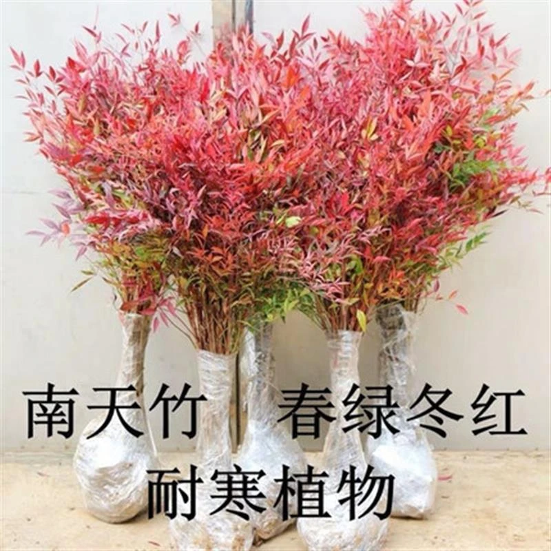 【高温会掉叶子，勿差评】火焰南天竹树苗盆栽老桩盆景耐寒植物
