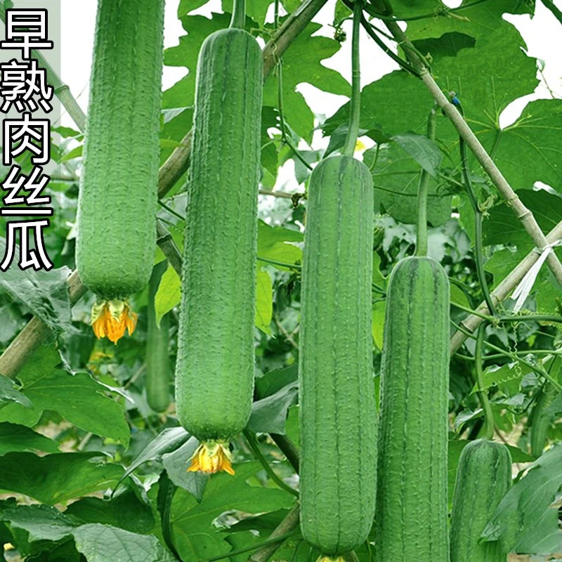 【肉丝瓜种子】肉丝瓜种子高产种子油亮丝瓜早熟特大四季蔬菜种子