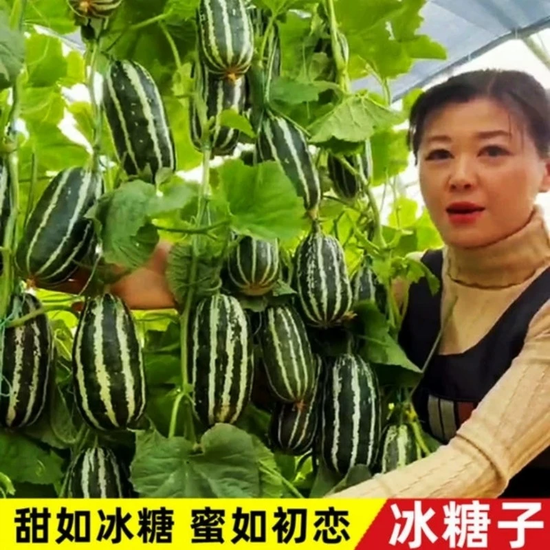 冰糖子甜瓜种子超甜花皮四季阳台大田羊角蜜香瓜甜瓜种籽薄皮水果