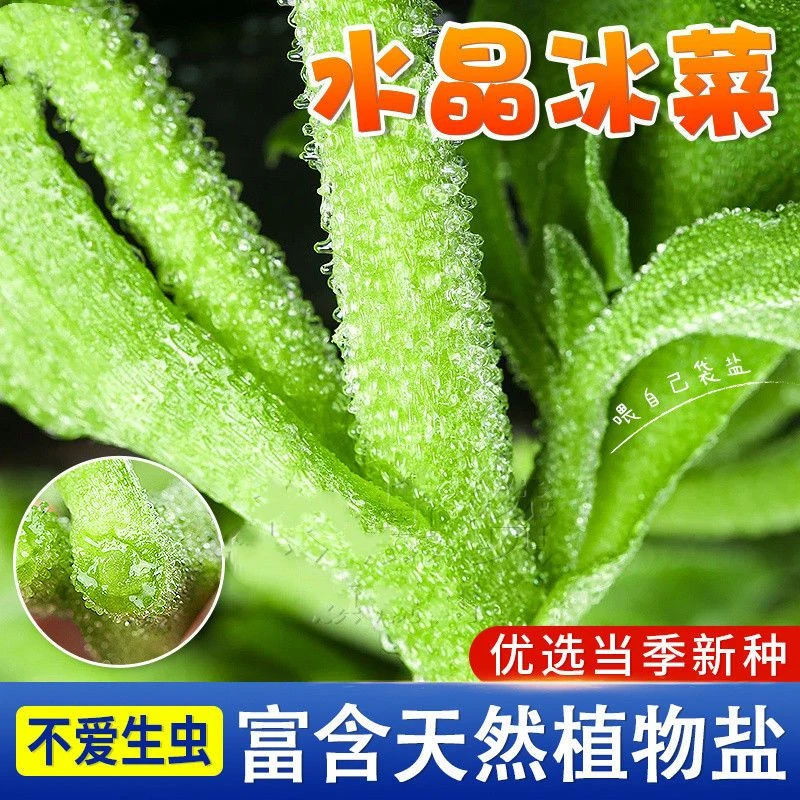 四季水晶冰菜种子冰菜籽种孑盆栽苗冰草菜籽种阳台稀有蔬菜野菜