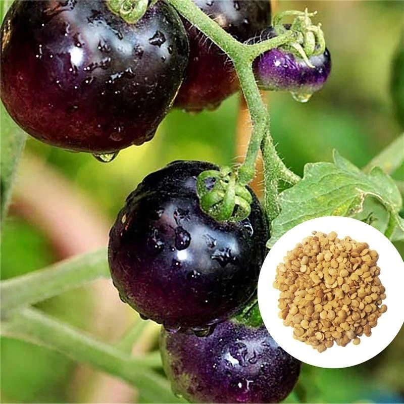 黑珍珠圣女果种子矮生樱桃盆栽苗子种子籽蔬菜苗春季圣女果苗番茄