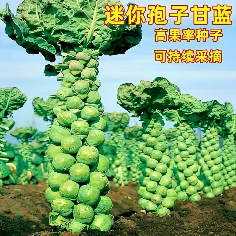 孢子甘蓝种子小型芽球包心菜阳台庭院四季蔬菜种子