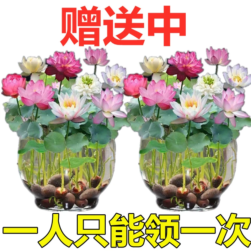 【水培碗莲】碗莲种四季开花水培水养绿植睡莲荷花无土盆栽花卉