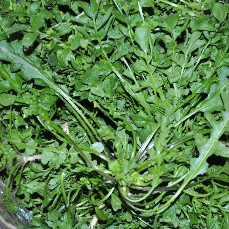 大叶荠菜种子大全农家四季春野菜种籽食用盆栽荠菜种子青菜籽秋冬