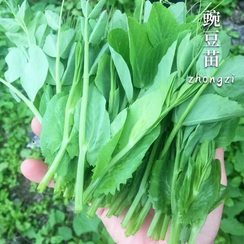 豌豆苗种籽豌豆尖种籽尖芽苗菜种子四季蔬菜子豌豆苗种豌豆种籽