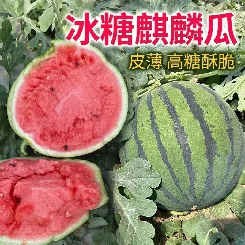 超甜8424西瓜种子种籽高产四季播西瓜籽正宗8424冰糖麒麟瓜种子