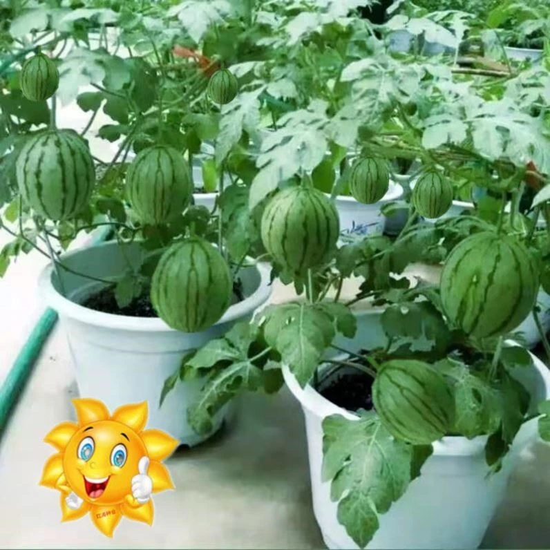 新品2K小西瓜种子薄皮少籽红瓤西瓜盆栽阳台水果种籽高产西瓜籽