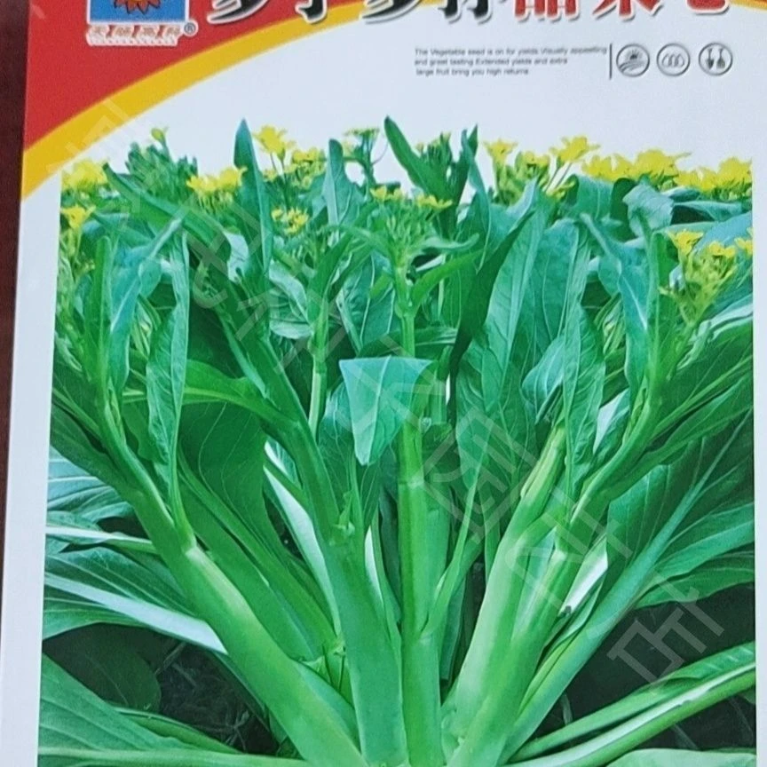 多子多福甜菜心多芽菜心种子多次菜苔十月秋冬四季播种蔬菜种子