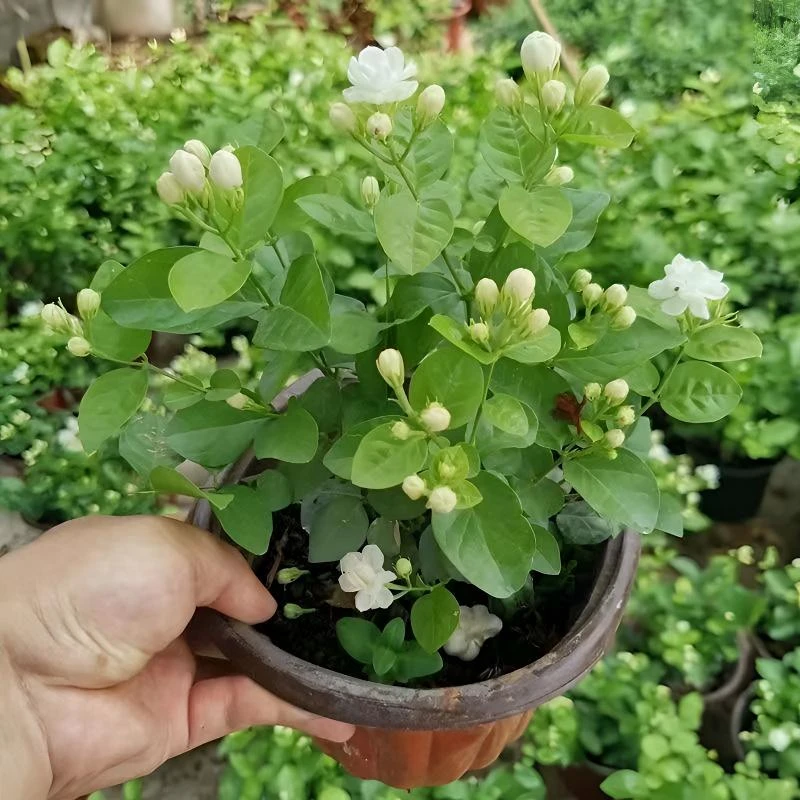 【请勿差评！有问题可售后】重瓣茉莉花盆栽老桩浓香型室内植物花卉