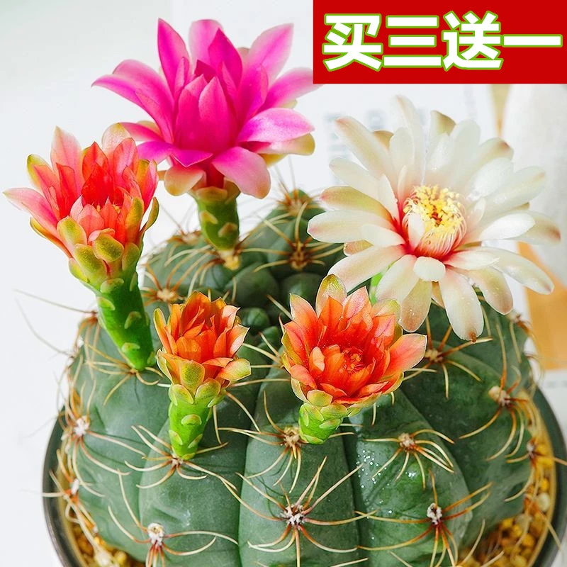 绯花玉仙人球盆栽四季开花好活净化空气美观桌摆办公室花卉绿植