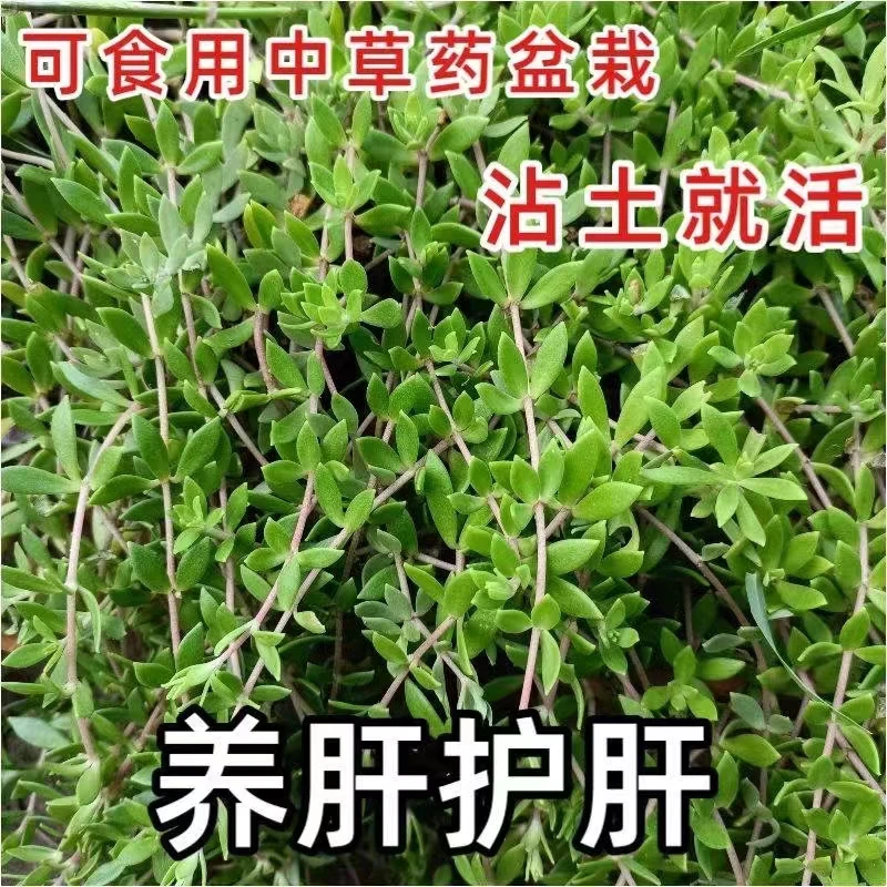 正宗耐寒野生垂盆草苗可食用护肝垂盆草阳台盆栽花卉绿植四季常青