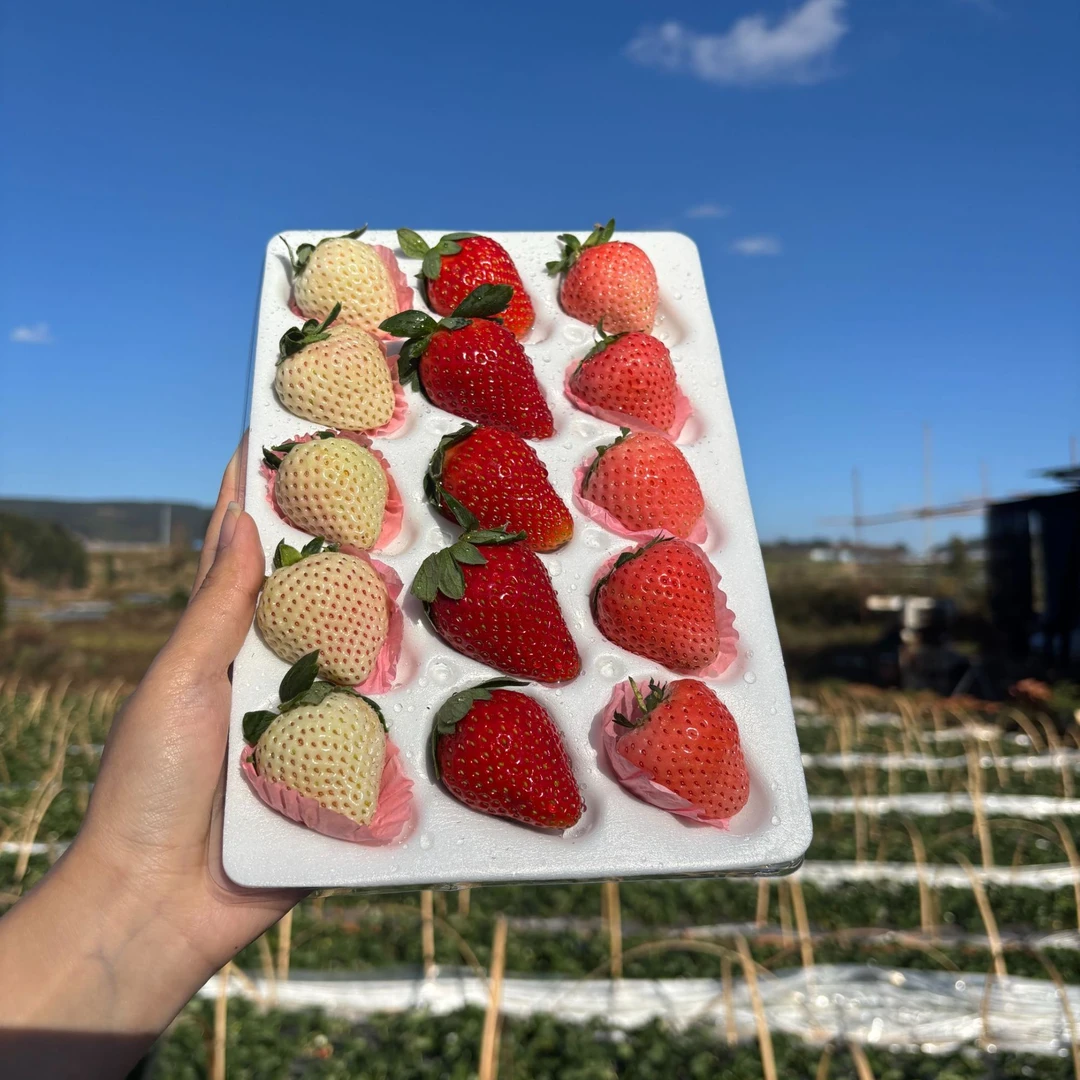 【顺丰空运】云南高原三生石草莓露天种植现摘现发送货上门
