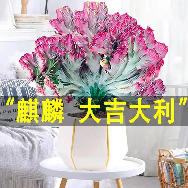 C012彩麒麟盆栽稀有多肉室内办公室桌面防辐射植物仙人掌耐旱开花