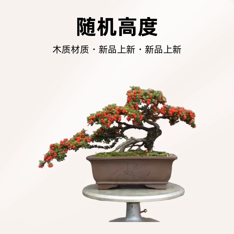 聚栒阁红花栒子直播间下单专属链接