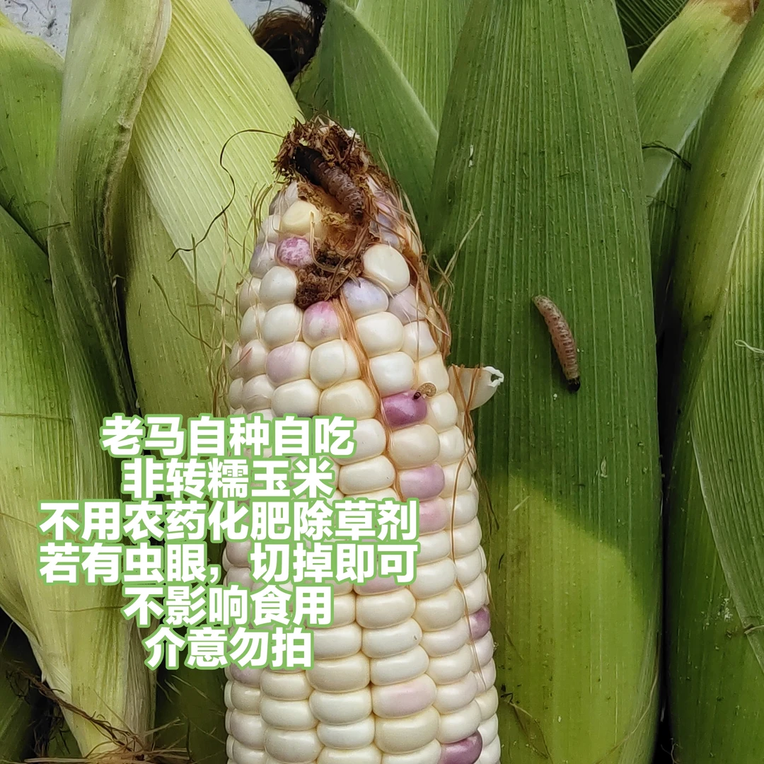 老马现摘现发自种非转生态糯玉米8根
