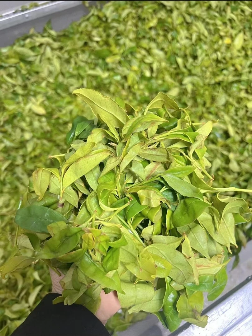 当季毛茶 无挑选 袋装清香型 不好看好喝潮州凤凰单丛耐泡香气足